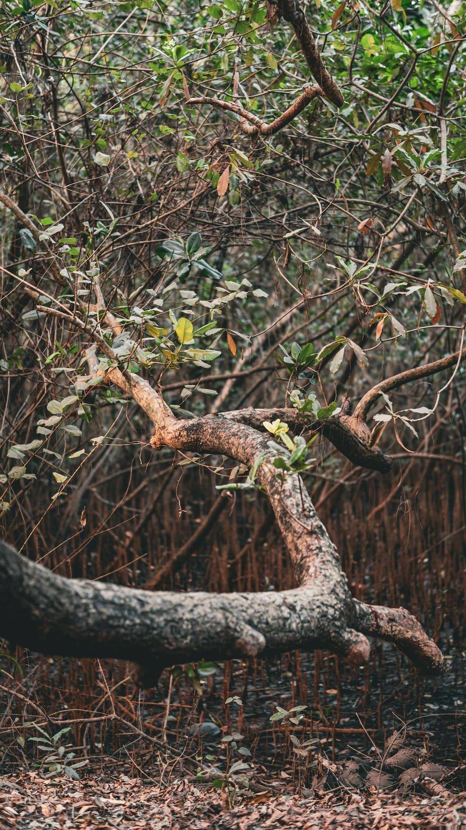 Ecosystem monitoring field landscape