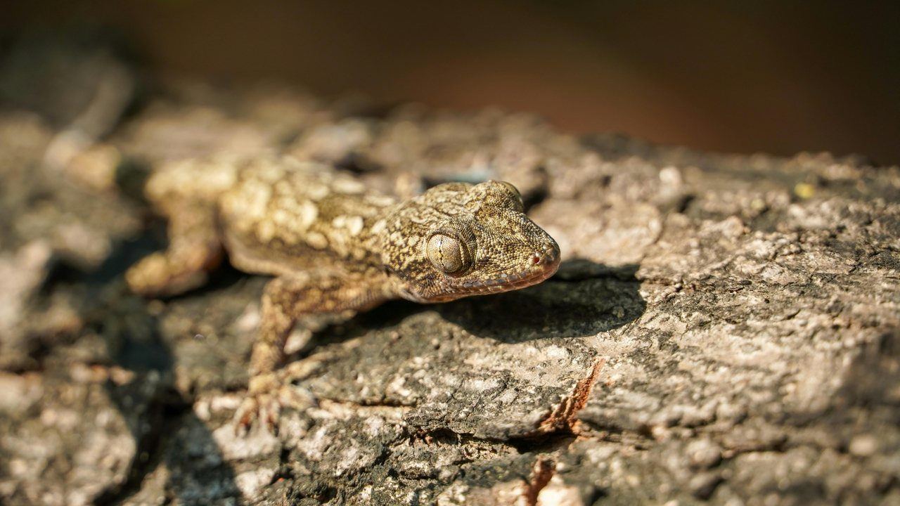 Camouflaged lizard on tree bark