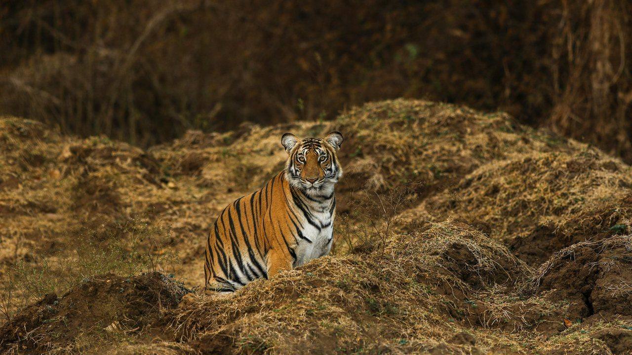 Forest landscape for Project Aranya biodiversity and community support