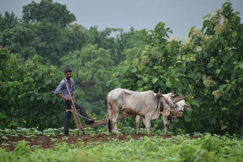 Farmer working with oxen in a green agricultural landscape