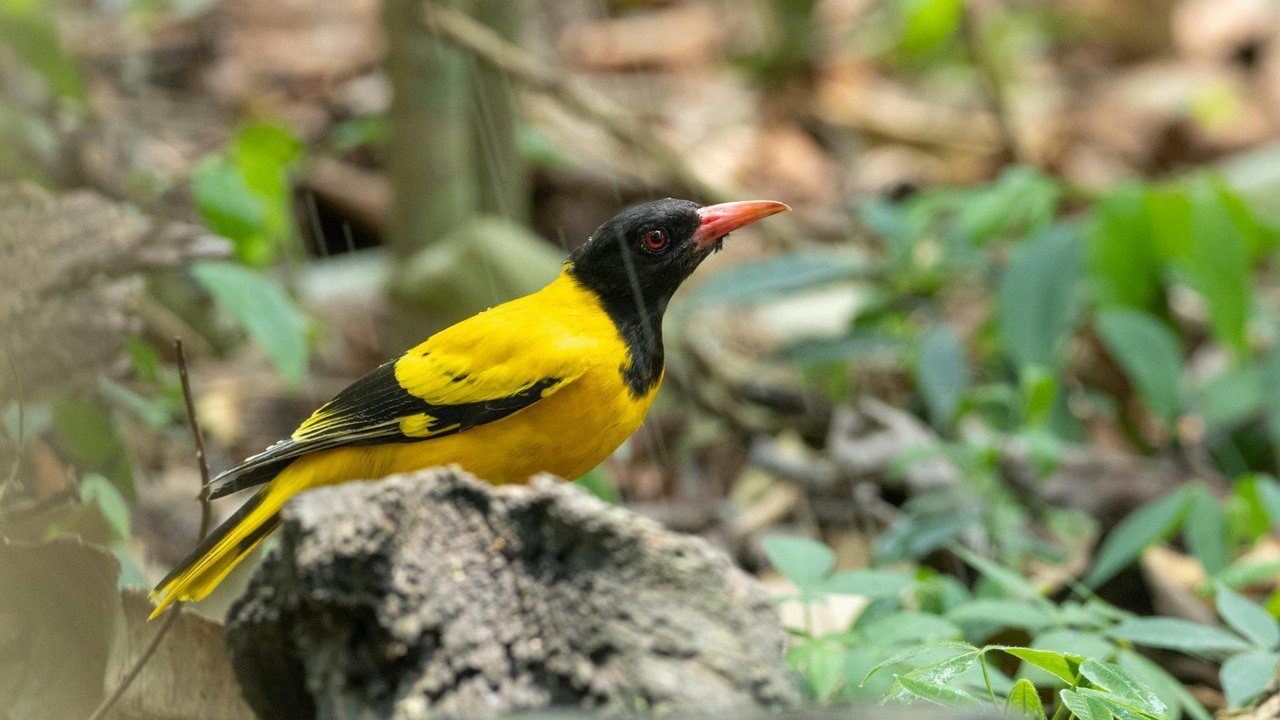 Yellow and black bird in a forest understory
