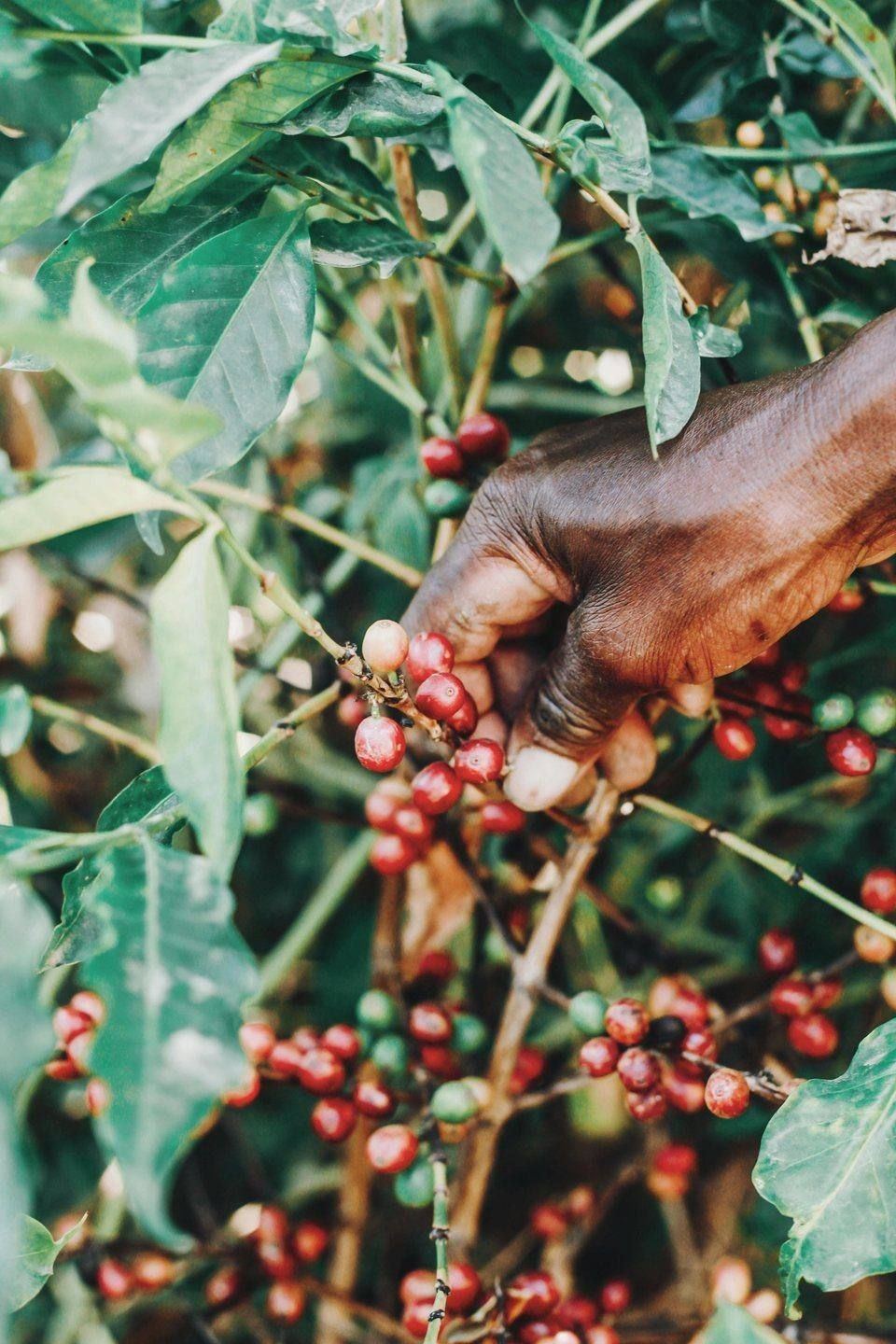 Coffee agroforestry detail representing Project TRIBAL