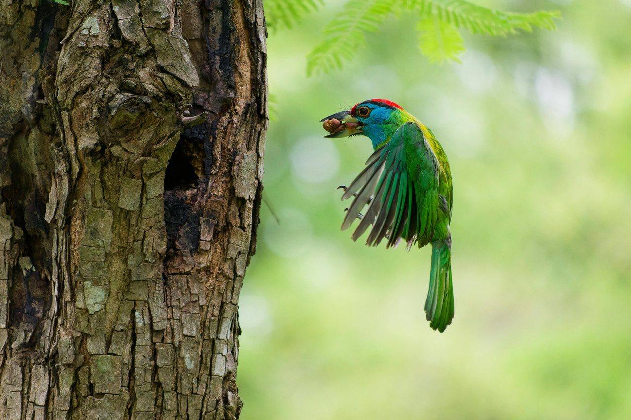 Bird flying beside a tree cavity