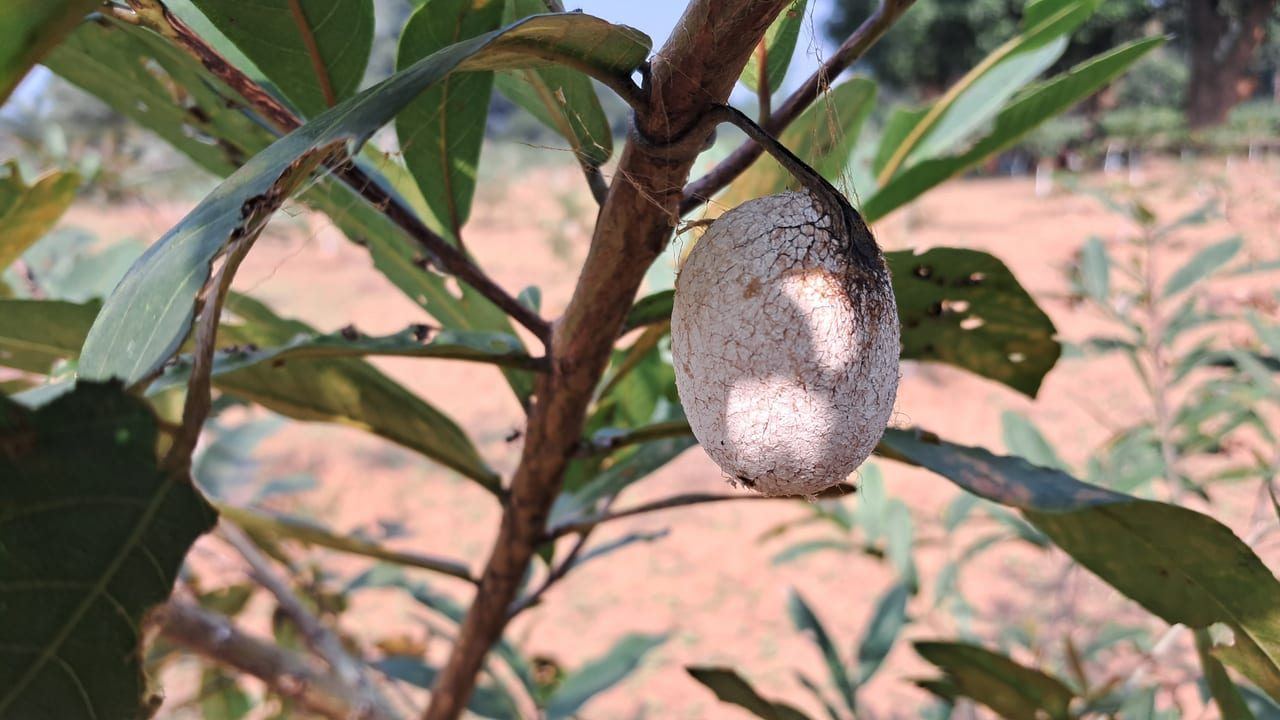 Tasar cocoon on a host plant in Project TASAR