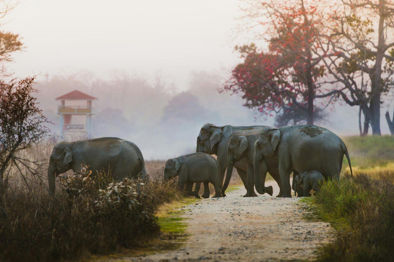 Elephants crossing a forest-edge landscape