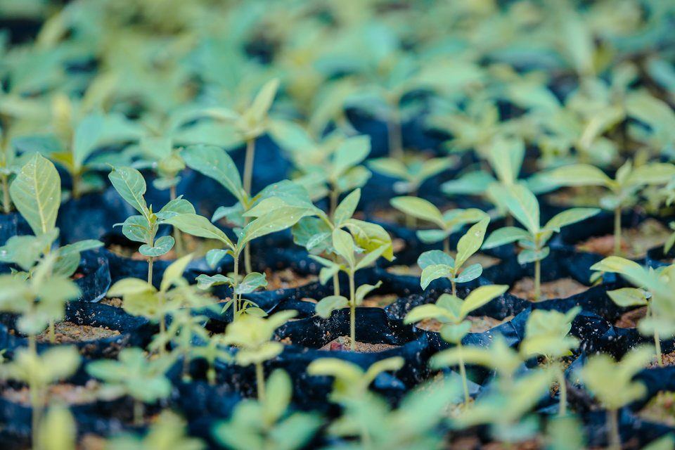 Project TASAR nursery and landscape restoration context
