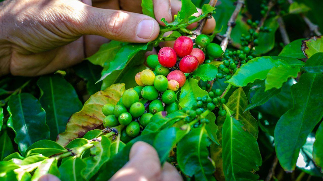 Hands holding coffee cherries in an agroforestry system
