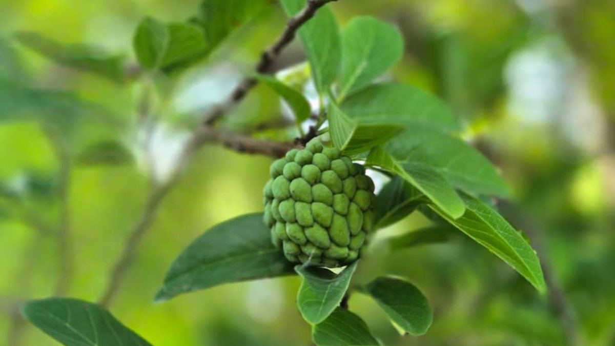 Close-up of agroforestry foliage in the Project TRIBAL landscape