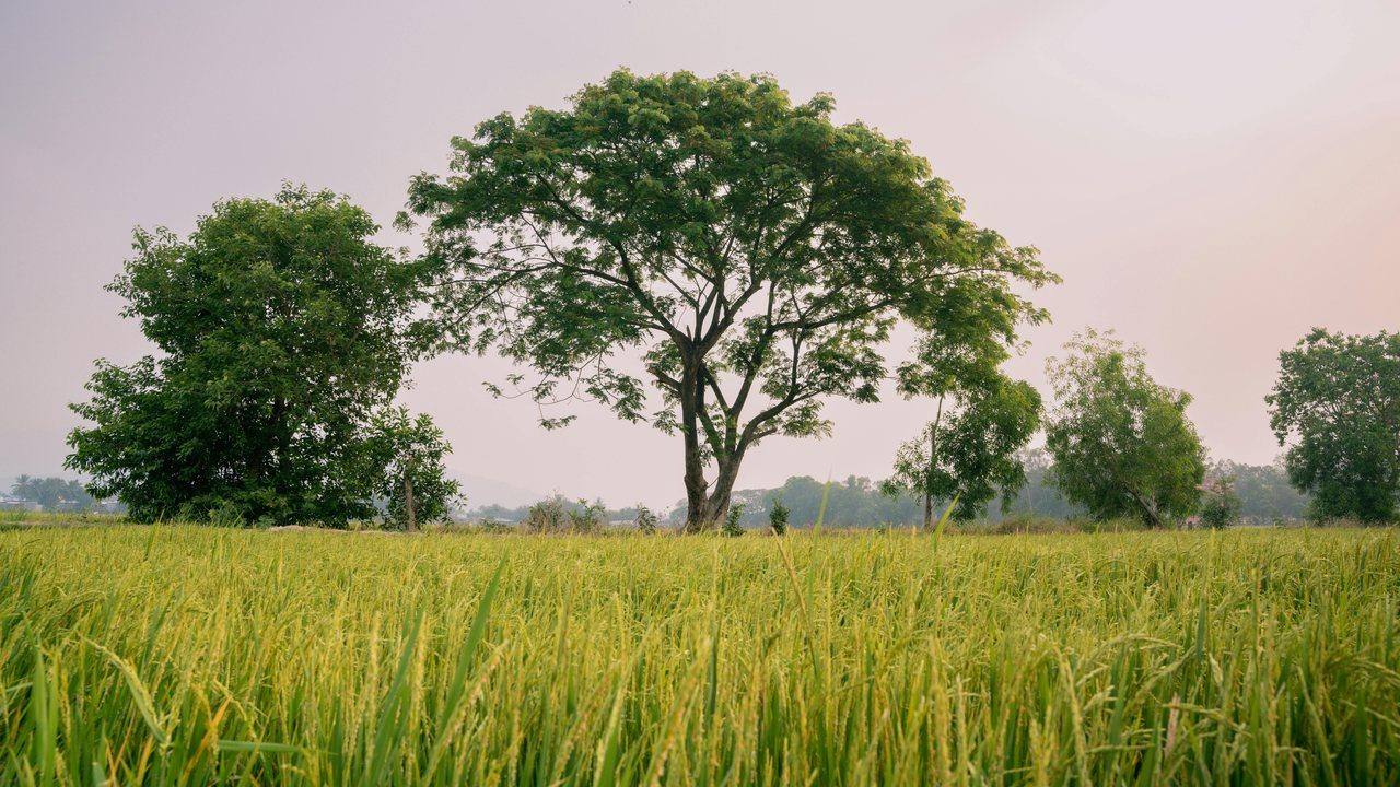Project TRIBAL agroforestry landscape in Araku, Andhra Pradesh