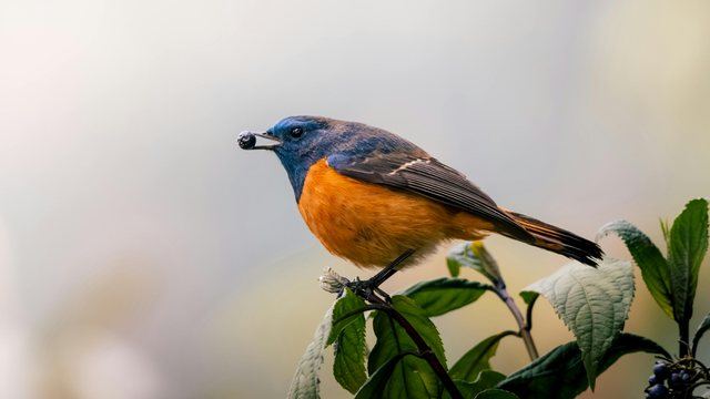 Birds in a restored biodiversity landscape