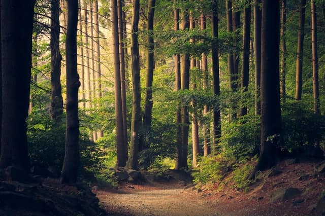 Restored forest canopy